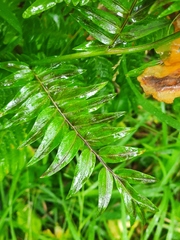 Polemonium caeruleum