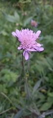 Knautia collina