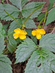 Coreanomecon hylomeconoides