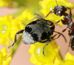 Bruchidius marginalis