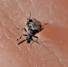 Bruchidius marginalis