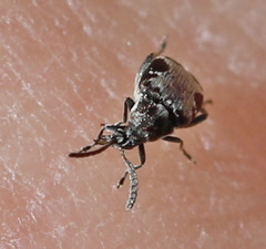 Bruchidius marginalis