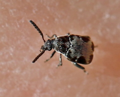 Bruchidius marginalis