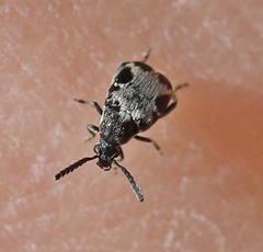 Bruchidius marginalis