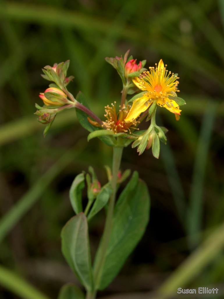 Hypericum ellipticum