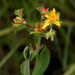 Pale St. John's-Wort - Photo (c) Susan Elliott, some rights reserved (CC BY-NC), uploaded by Susan Elliott