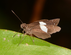 Notocrypta waigensis