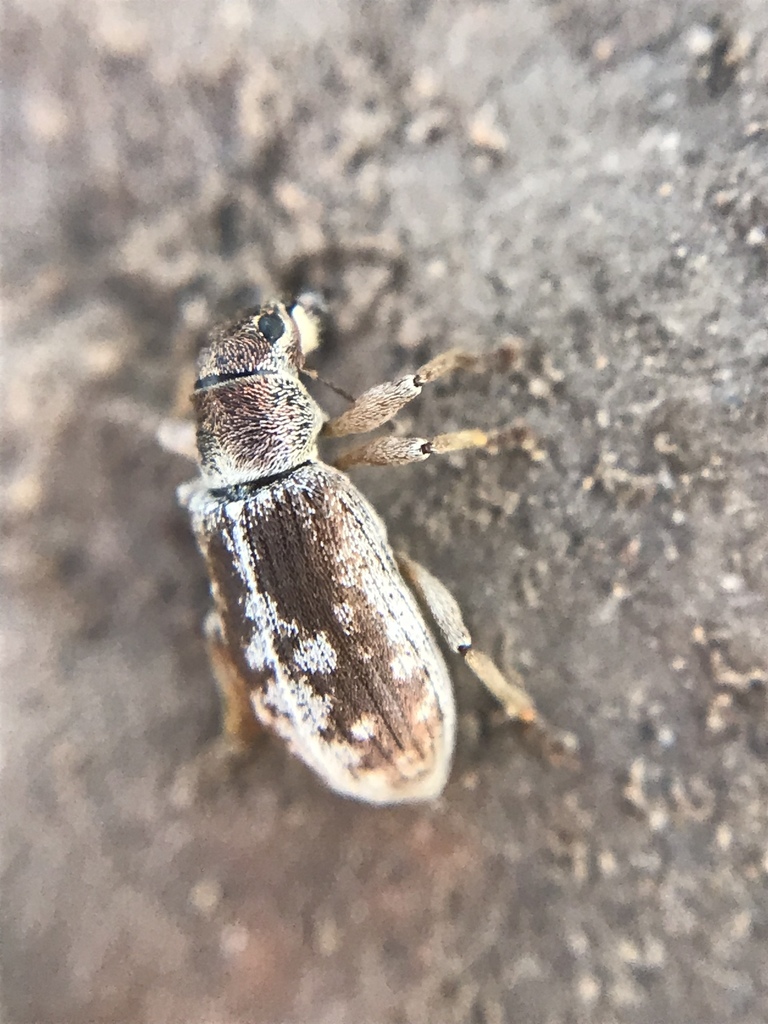 Pachyrhinus cinereus