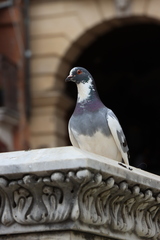 Columba livia domestica