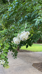 Lagerstroemia indica