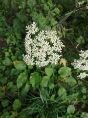 Heracleum sphondylium