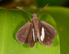 Notocrypta waigensis