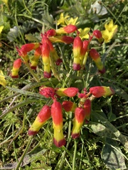 Lachenalia quadricolor