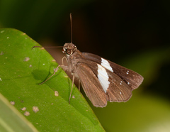 Notocrypta waigensis