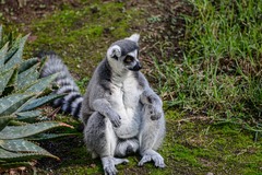 Lemur