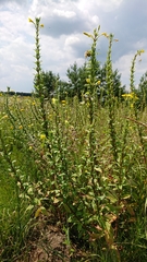Oenothera rubricaulis