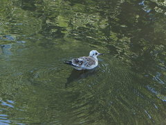 Chroicocephalus ridibundus