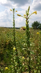 Oenothera rubricaulis