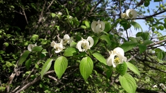 Cornus florida urbiniana