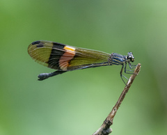 Polythoridae
