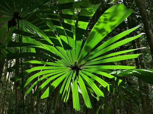 Licuala olivifera, photograph 1