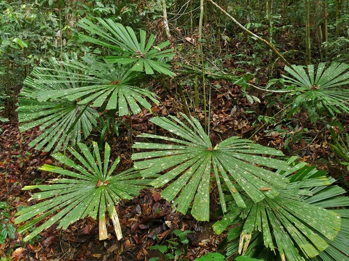 Licuala olivifera