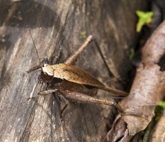 Eneoptera surinamensis