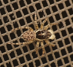 Menemerus semilimbatus