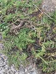 Matricaria discoidea