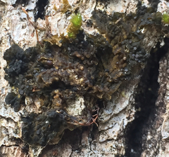 Collema nigrescens