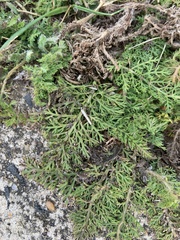 Matricaria discoidea