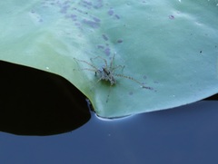 Pardosa pseudoannulata