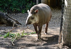 Tapirus