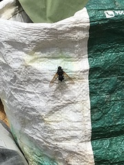 Satyramoeba hetrusca