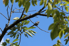 Aegithalos caudatus trivirgatus