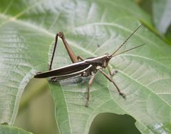 Agriacris basalis peruviana
