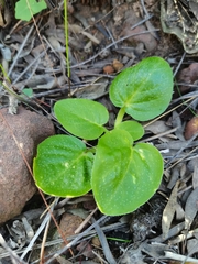 Pelargonium pallidoflavum
