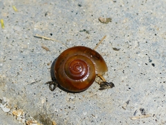 Macrochlamydinae