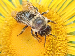 Megachile ligniseca