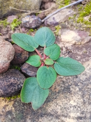 Pelargonium pallidoflavum