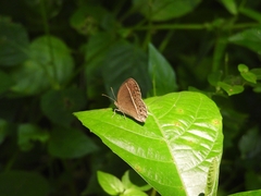 Mycalesis horsfieldi