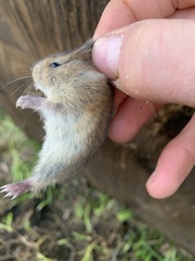 Dicrostonyx groenlandicus