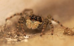 Menemerus semilimbatus