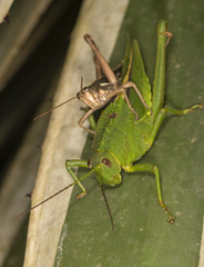 Agriacris basalis peruviana