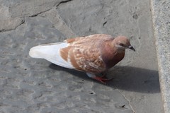 Columba livia domestica