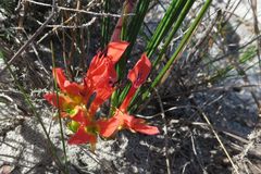 Babiana ringens australis