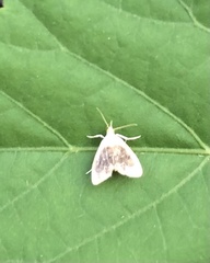 Glaphyria fulminalis