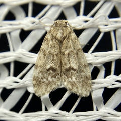 Scaphidriotis xylogramma