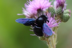 Xylocopa violacea