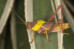 Agriacris basalis